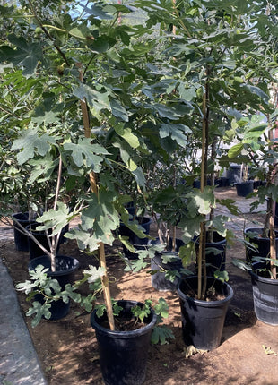 Fig Tree yellow1.5 &#8211; 2.0m