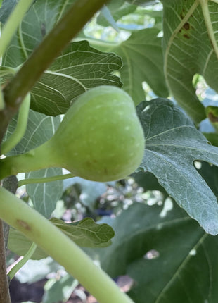 Fig Tree yellow1.5 &#8211; 2.0m