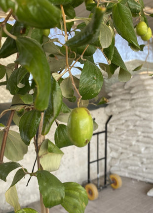 Ziziphus Jujuba Paki 1.5 – 2.0m