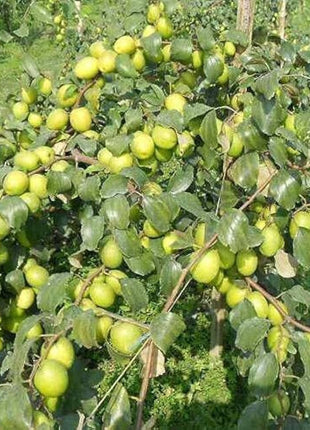 Ziziphus Jujuba Paki 1.5 – 2.0m