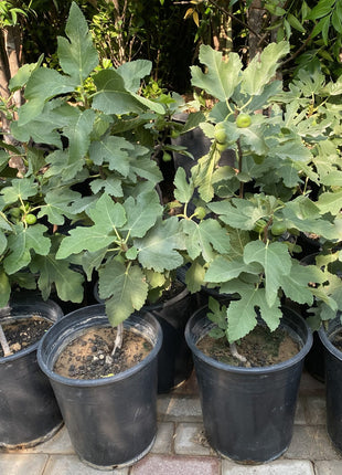 Fig Tree Turkish Red