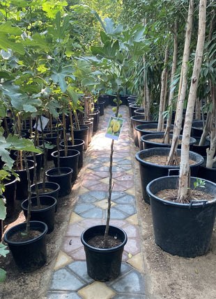 Fig Tree yellow1.5 &#8211; 2.0m