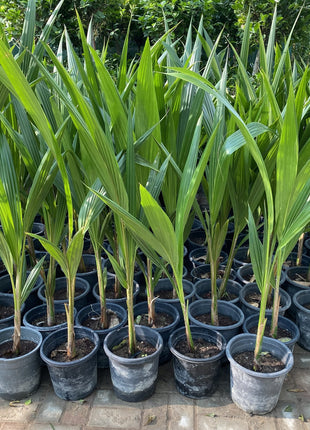 Cocos Nucifera &#8220;Coconut Palm&#8221;  Small 1.4 to 1.5m