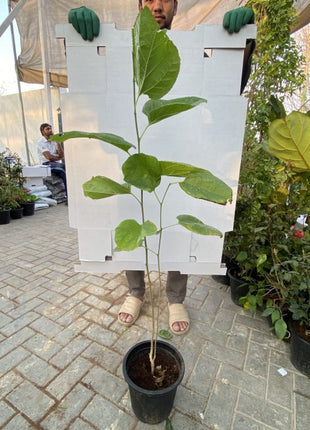 Morus Alba Or Mulberry Tree شجرة توت