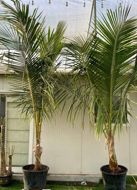 Cocos Nucifera &#8220;Coconut Palm&#8221; نخلة جوز الهند
