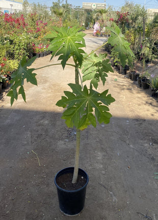 Papaya dwarf Thai 1.5-1.8m شجرة البابايا