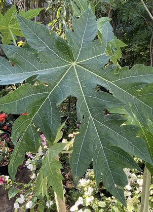 Papaya dwarf Thai 1.5-1.8m شجرة البابايا