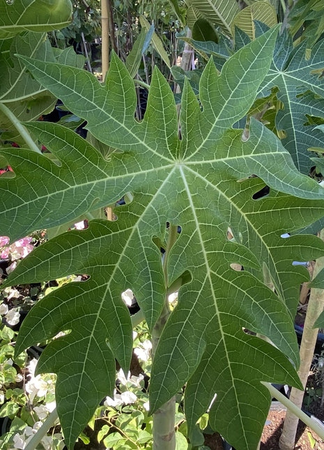 Papaya dwarf Thai 1.5-1.8m شجرة البابايا