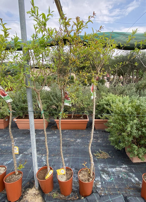 Pomegranate Spanish 1.2-1.5m  شجرة الرمان