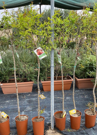 Pomegranate Spanish 1.2-1.5m  شجرة الرمان