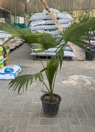Saribus Rotundifolius Palm