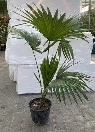 Saribus Rotundifolius Palm