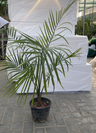 Majestic Palm 80-100cm