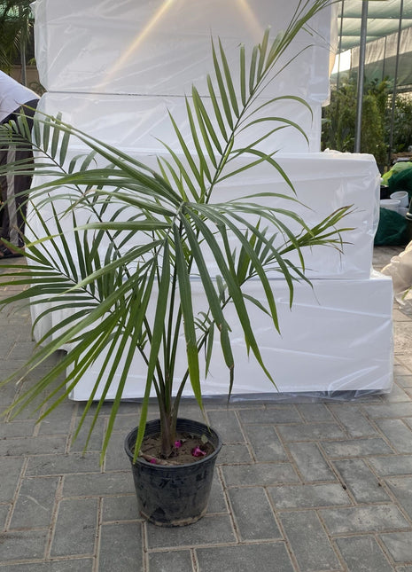 Majestic Palm 80-100cm