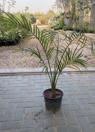 Majestic Palm 80-100cm