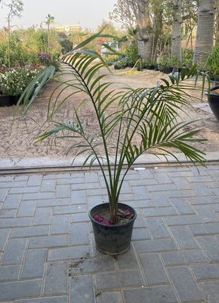 Majestic Palm 80-100cm