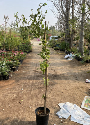 Ziziphus Spina Christi or Sidr Tree شجرة سدر