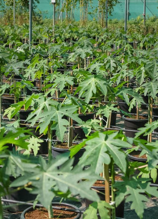 Carica Papaya or Papaya Tree (1.2m - 2.0m) شجرة البابايا