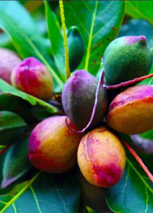 Terminalia catappa "Indian Almond Tree" شجرة اللوز الهندية