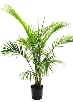 Majestic Palm 80-100cm