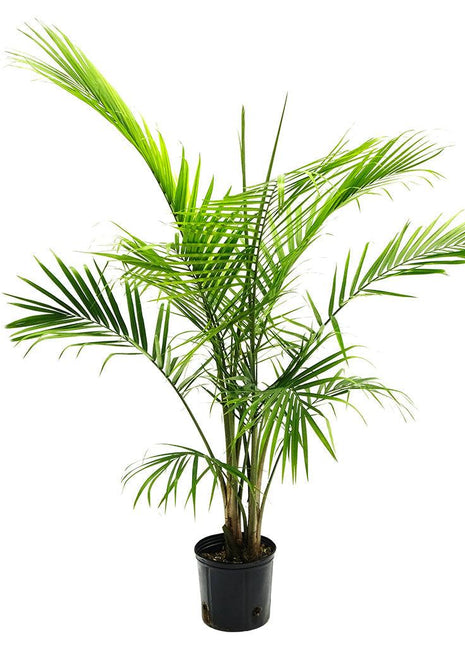 Majestic Palm 80-100cm
