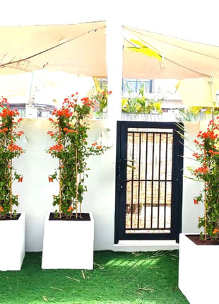Bougainvillea Orange in Grp Square Pot