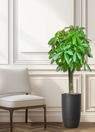 Patchira Thick Trunk (Money Tree) in Black ceramic Pot 1.2-1.5m