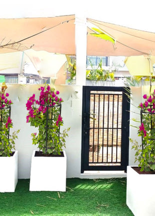 Bougainvillea in Grp Square Pot