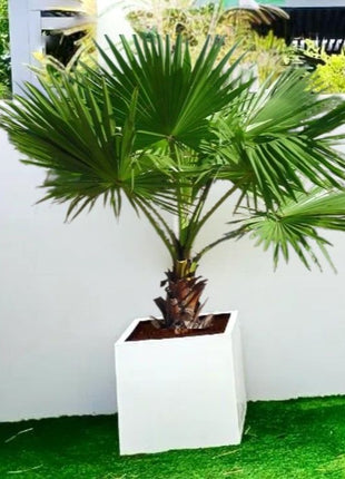 Washingtonia Robusta &#8220;Mexican Fan Palm&#8221; in Grp Square Pot