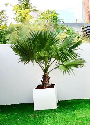Washingtonia Robusta &#8220;Mexican Fan Palm&#8221; in Grp Square Pot