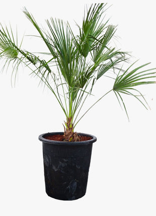 Chamaerops humilis cerifera