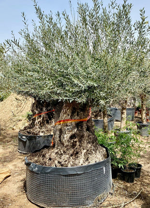 Olive Tree Olea Europaea Thick Trunk 2.0-2.5m Height 500mm-600mm Dia