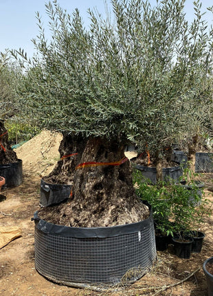 Olive Tree Olea Europaea Thick Trunk 2.0-2.5m Height 500mm-600mm Dia