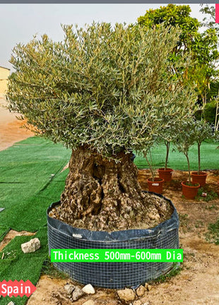 Olive Tree Olea Europaea Thick Trunk 2.0-2.5m Height 500mm-600mm Dia