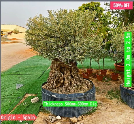 Olive Tree Olea Europaea Thick Trunk 2.0-2.5m Height 500mm-600mm Dia