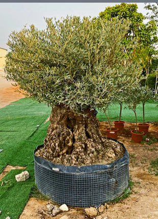 Olive Tree Olea Europaea Thick Trunk 2.0-2.5m Height 500mm-600mm Dia
