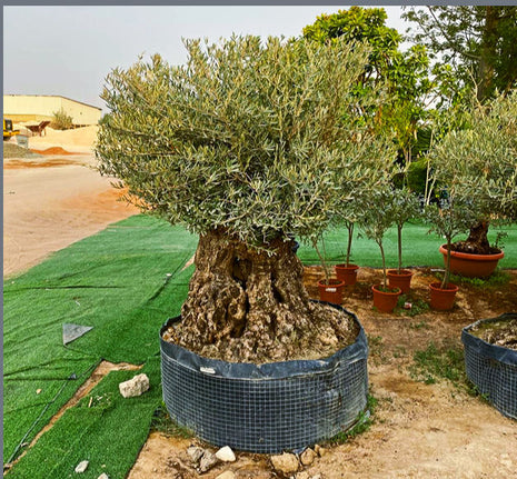 Olive Tree Olea Europaea Thick Trunk 2.0-2.5m Height 500mm-600mm Dia
