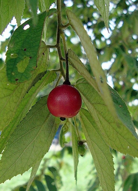 Muntingia calabura (Jamaican Cherry / Strawberry Tree) 2.0-2.5m