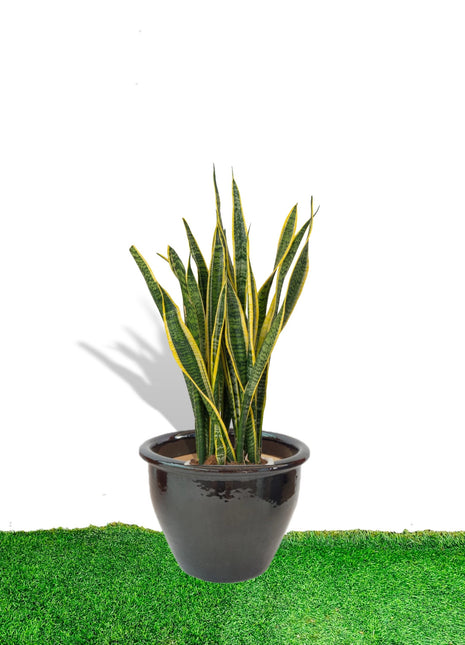 Sansevieria Trifasciata &#8216;Laurentii&#8217; or Snake Plant in Rolled Rim Pot