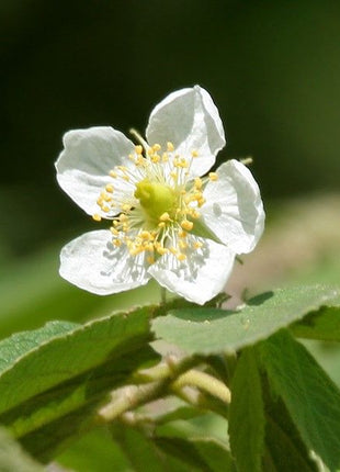 Muntingia calabura (Jamaican Cherry / Strawberry Tree) 2.0-2.5m