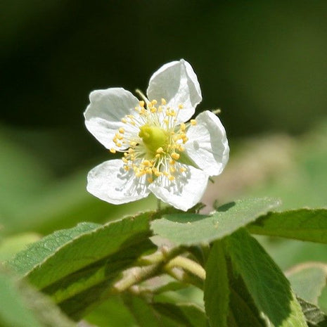 Muntingia calabura (Jamaican Cherry / Strawberry Tree) 2.0-2.5m