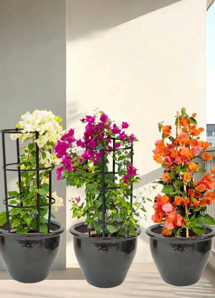 White Pink Orange 3 Bougainvillea 80-100cm  in Rolled rim Pot