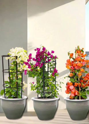 White Pink Orange 3 Bougainvillea 80-100cm  in Rolled rim Pot