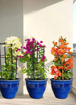 White Pink Orange 3 Bougainvillea 80-100cm  in Rolled rim Pot