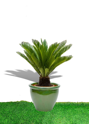 Cycas Revoluta &#8220;Sago Palm&#8221; in Rolled Rim Pot