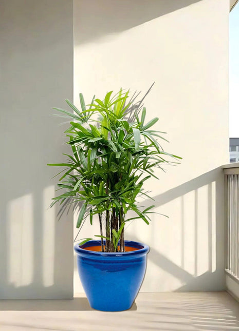 Rhapis Excelsa “Lady Palm سيدة النخيل or Miniature Fan Palm” in Rolled Rim Pot