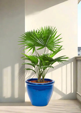 Livistona Palm | Chinese Fan palm in Rolled Rim Pot