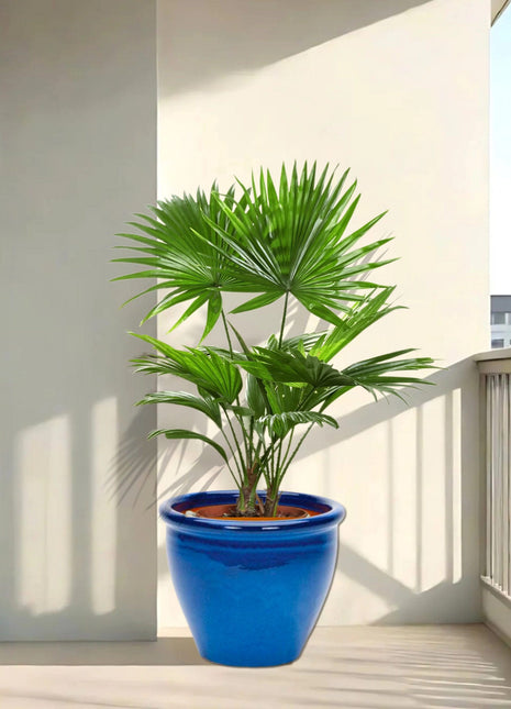 Livistona Palm | Chinese Fan palm in Rolled Rim Pot