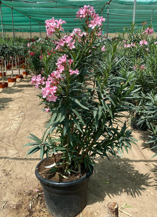 Oleander &#8220;Nerium Oleander&#8221; Mix Copa 30L