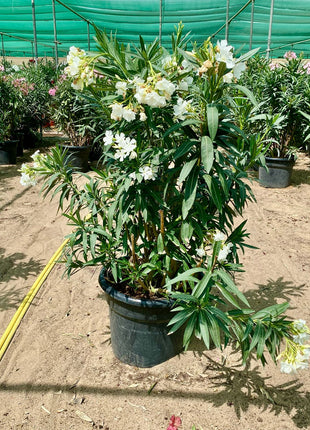 Oleander &#8220;Nerium Oleander&#8221; Mix Copa 30L